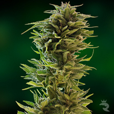 Learn more about Amnesia Lemon Feminized cannabis (marijuana) seeds