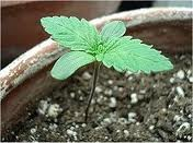 a Cannabis seedling