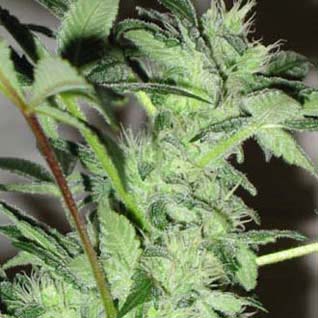 Early Girl - On the outdoors, it is one of the earliest growing cannabis strains and hence the name.