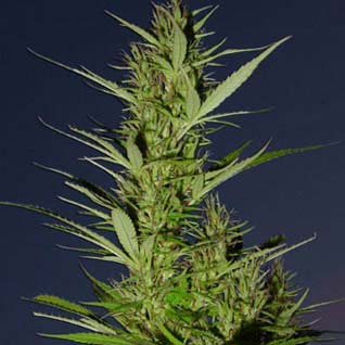 Durban Poison - these seeds are known for growing even under adverse conditions.