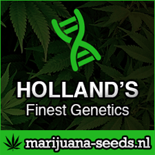 Marijuana Seeds: Cannabis Seeds, Medicinal Use, and more