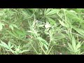 Welcome to the My Garden, a MERCY-TV Show. Click here to send us a message here at MERCY-TV.